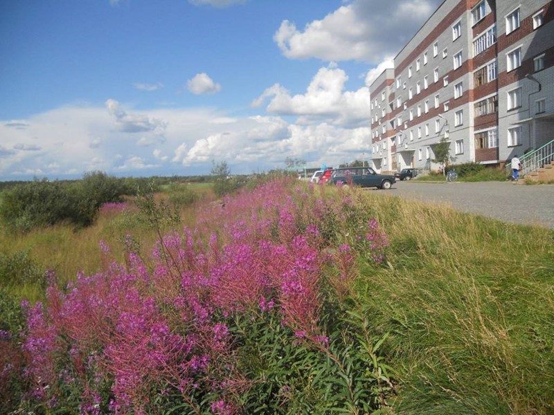 Иван-чай в Ловозере